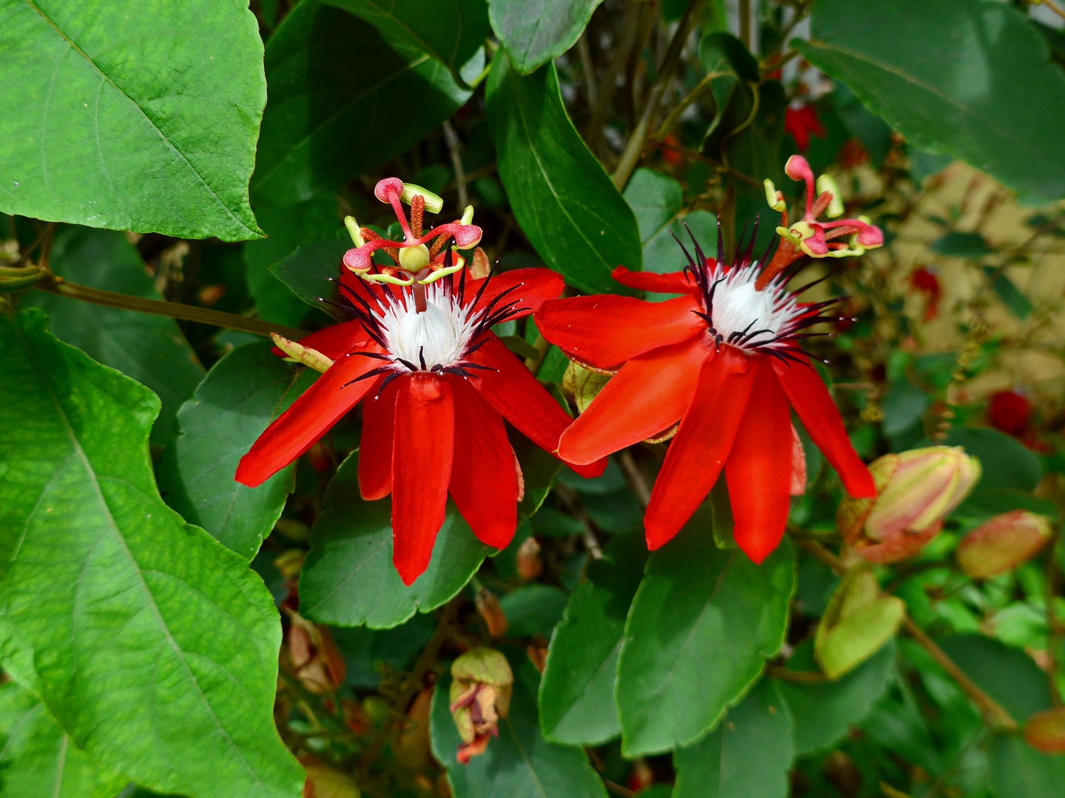 Red flowers of Koh Chang
